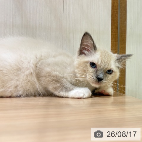 ラグドールの写真