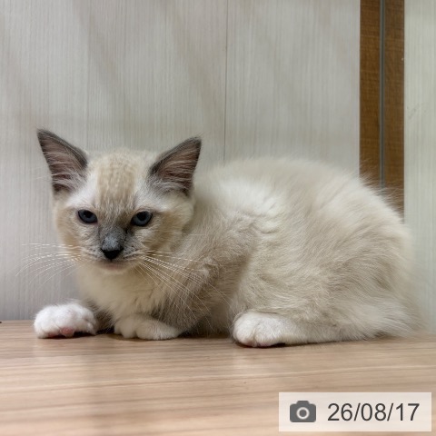 ラグドールの写真