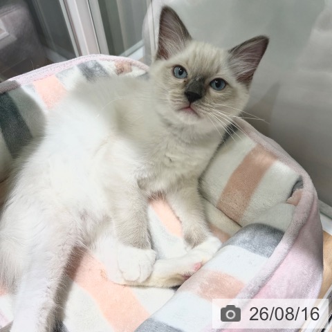 ラグドールの写真