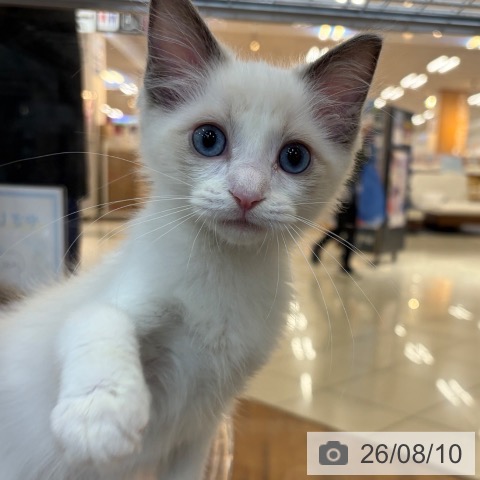 ラグドールの写真