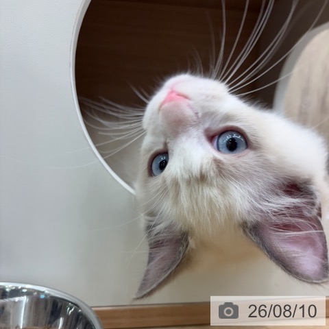 ラグドールの写真