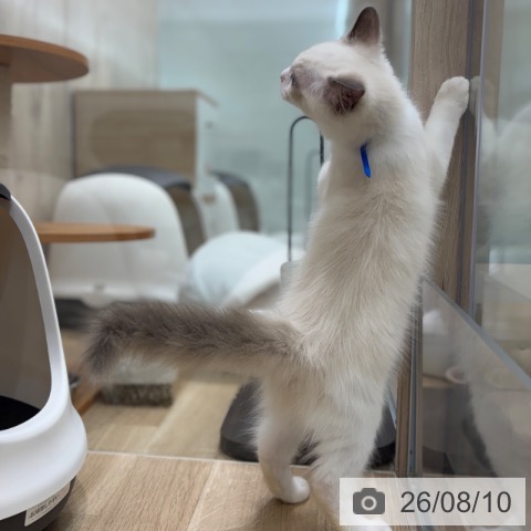 ラグドールの写真