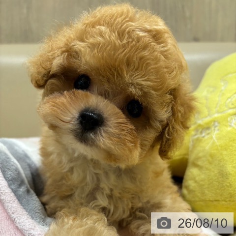 大阪府のトイプードル(トイ) (ペットプラス イオン大日店/2026年6月3日生まれ/男の子/アプリコット)の子犬の4枚目の画像