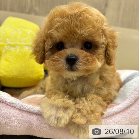 大阪府のトイプードル(トイ) (ペットプラス イオン大日店/2026年6月3日生まれ/男の子/アプリコット)の子犬の3枚目の画像
