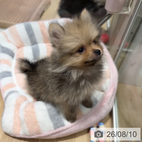大阪府のポメラニアン (ペットプラス 四條畷店/2026年6月3日生まれ/女の子/ウルフセーブル)の子犬の4枚目の画像