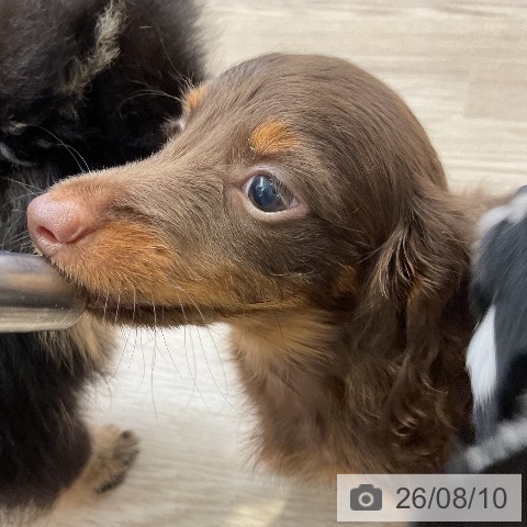 大阪府のカニンヘンダックスフンド(ロング) (ペットプラス ららぽーと和泉店/2026年6月9日生まれ/男の子/チョコレートタン)の子犬の4枚目の画像