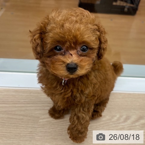 京都府のトイプードル(トイ) (ペットプラス 京都桂川店/2026年6月9日生まれ/女の子/レッドフォーン)の子犬の4枚目の画像