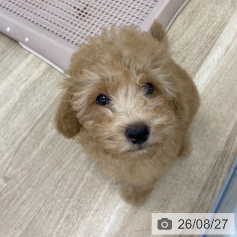 大阪府のトイプードル(トイ) (ペットプラス 松原店/2026年6月10日生まれ/男の子/アプリコット)の子犬の3枚目の画像