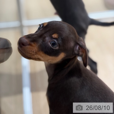 ミニチュア・ピンシャーの写真