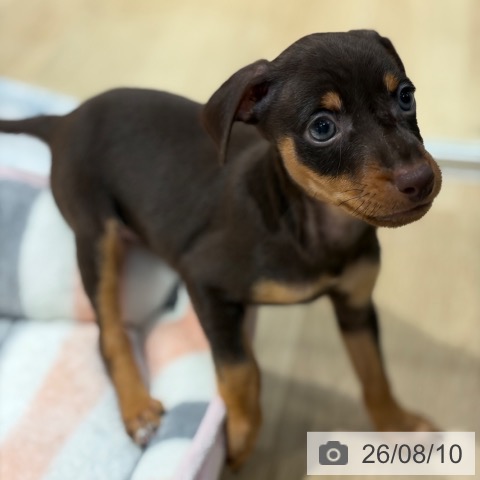 ミニチュア・ピンシャーの写真