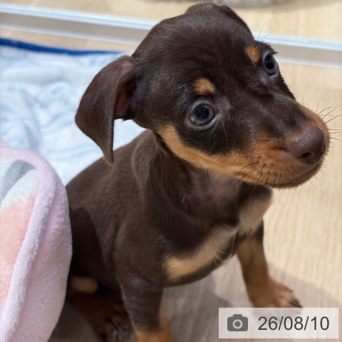 ミニチュア・ピンシャーの写真