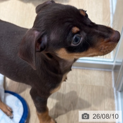 ミニチュア・ピンシャーの写真