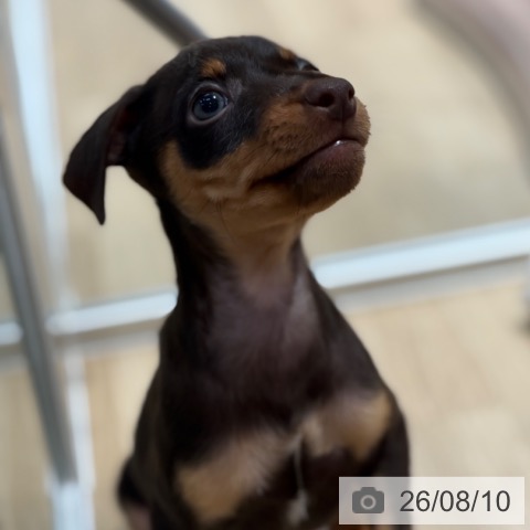 ミニチュア・ピンシャーの写真