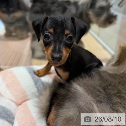 ミニチュア・ピンシャーの写真