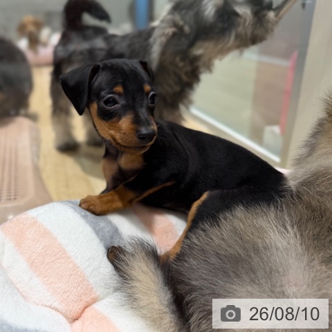 ミニチュア・ピンシャーの写真