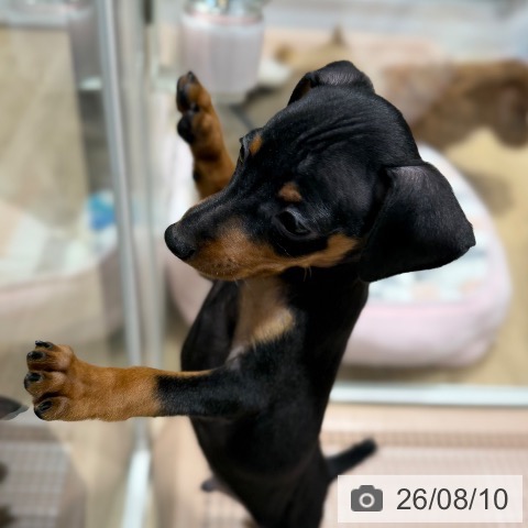 ミニチュア・ピンシャーの写真