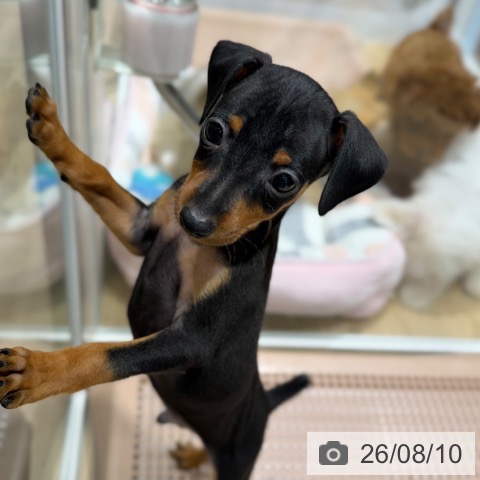 ミニチュア・ピンシャーの写真