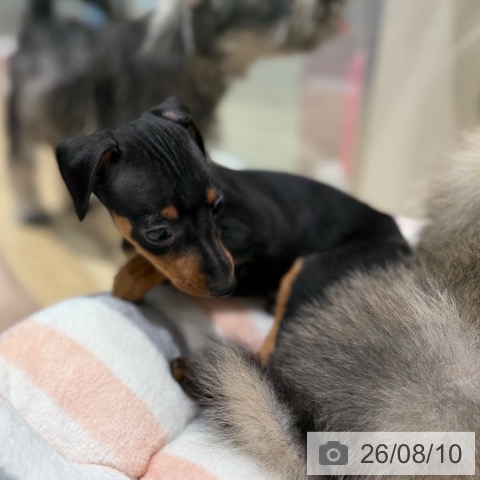 ミニチュア・ピンシャーの写真