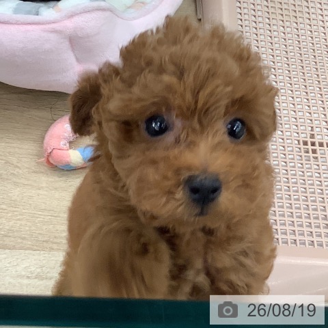 大阪府のトイプードル(トイ) (ペットプラス りんくう泉南店/2026年6月10日生まれ/男の子/レッドフォーン)の子犬の3枚目の画像