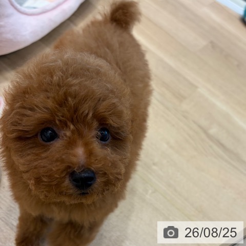 大阪府のトイプードル(トイ) (ペットプラス 堺北花田店/2026年6月10日生まれ/男の子/レッドフォーン)の子犬の4枚目の画像