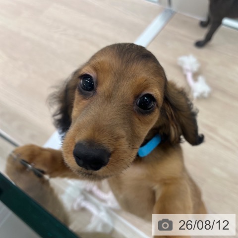 京都府のミニチュアダックスフンド(ロング) (ペットプラス 京都桂川店/2026年6月9日生まれ/男の子/シェーデットレッド)の子犬の4枚目の画像