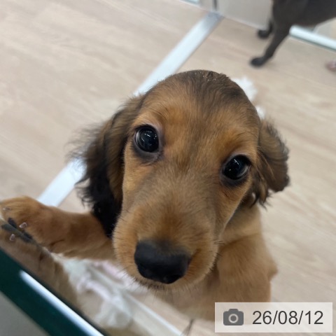 京都府のミニチュアダックスフンド(ロング) (ペットプラス 京都桂川店/2026年6月9日生まれ/男の子/シェーデットレッド)の子犬の3枚目の画像