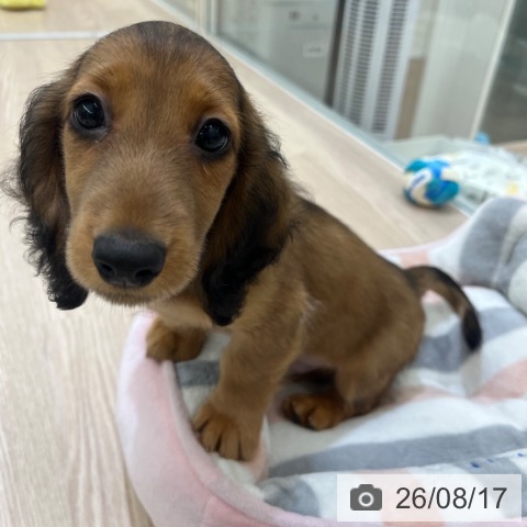 京都府のミニチュアダックスフンド(ロング) (ペットプラス 京都桂川店/2026年6月9日生まれ/男の子/シェーデットレッド)の子犬の3枚目の画像