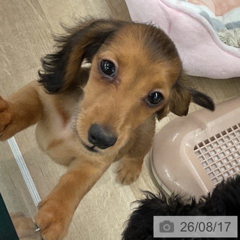 大阪府のミニチュアダックスフンド(ロング) (ペットプラス りんくう泉南店/2026年6月9日生まれ/女の子/シェーデットレッド)の子犬の3枚目の画像