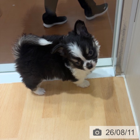 チワワの写真