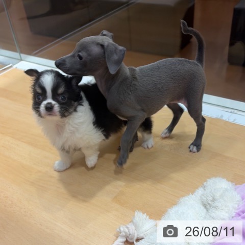 チワワの写真
