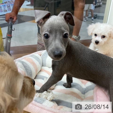 埼玉県のイタリアングレーハウンド (ペットプラス 浦和美園店/2026年6月11日生まれ/男の子/ブルーホワイト)の子犬の3枚目の画像
