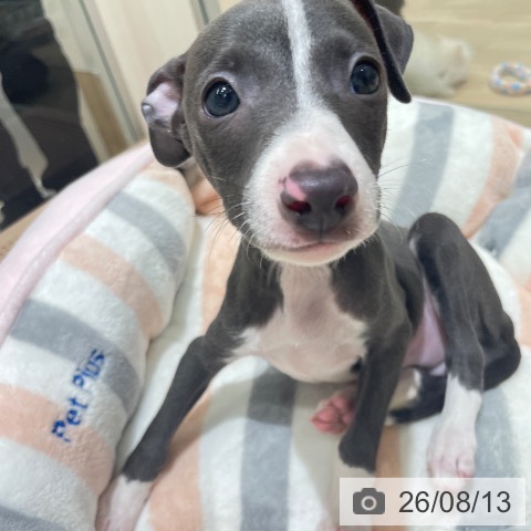 長野県のイタリアングレーハウンド (ペットプラス 須坂店/2026年6月11日生まれ/男の子/ブルーホワイト)の子犬の4枚目の画像
