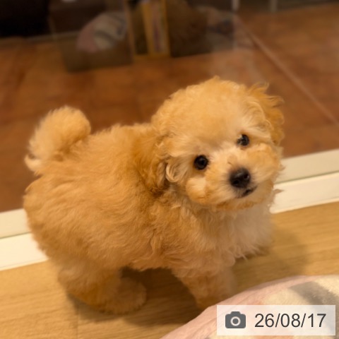 兵庫県のトイプードル(トイ) (ペットプラス 明石店/2026年6月11日生まれ/男の子/オレンジフォーン)の子犬の4枚目の画像