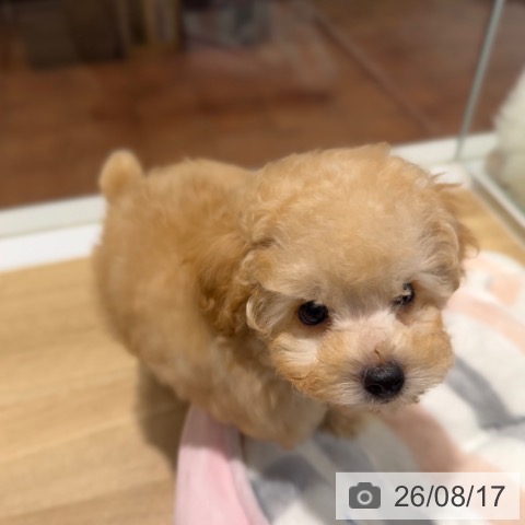 大阪府のトイプードル(トイ) (ペットプラス 四條畷店/2026年6月11日生まれ/男の子/オレンジフォーン)の子犬の4枚目の画像