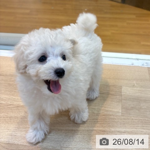 京都府のトイプードル(トイ) (ペットプラス イオンモールKYOTO店/2026年6月12日生まれ/女の子/ホワイト)の子犬の3枚目の画像