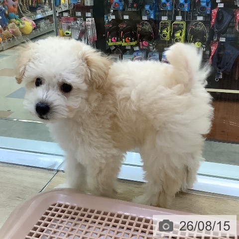兵庫県のトイプードル(トイ) (ペットプラス 明石店/2026年6月12日生まれ/男の子/ペールフォーン)の子犬の4枚目の画像