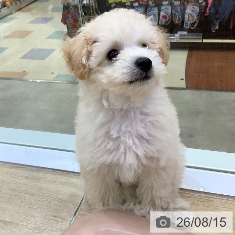 兵庫県のトイプードル(トイ) (ペットプラス 明石店/2026年6月12日生まれ/男の子/ペールフォーン)の子犬の3枚目の画像