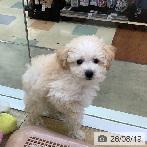 兵庫県のトイプードル(トイ) (ペットプラス 明石店/2026年6月12日生まれ/男の子/ペールフォーン)の子犬の3枚目の画像