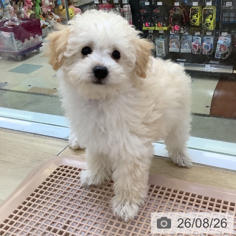 兵庫県のトイプードル(トイ) (ペットプラス 明石店/2026年6月12日生まれ/男の子/ペールフォーン)の子犬の3枚目の画像