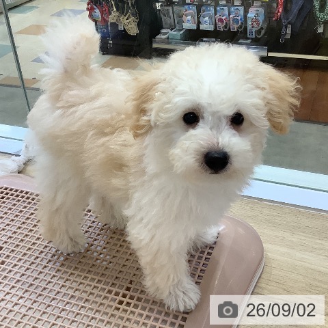 兵庫県のトイプードル(トイ) (ペットプラス 明石店/2026年6月12日生まれ/男の子/ペールフォーン)の子犬の4枚目の画像