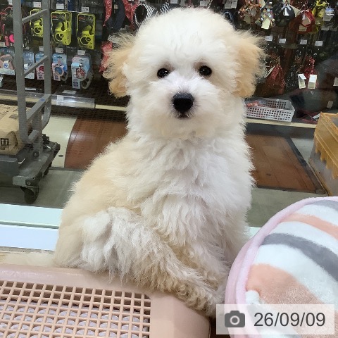 兵庫県のトイプードル(トイ) (ペットプラス 明石店/2026年6月12日生まれ/男の子/ペールフォーン)の子犬の3枚目の画像
