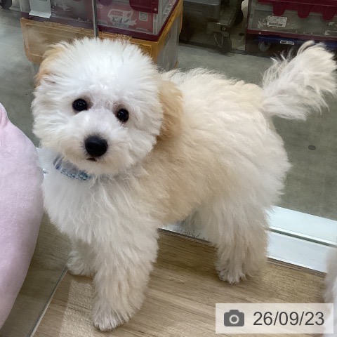 兵庫県のトイプードル(トイ) (ペットプラス 明石店/2026年6月12日生まれ/男の子/ペールフォーン)の子犬の4枚目の画像