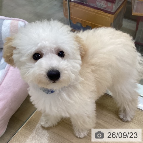 兵庫県のトイプードル(トイ) (ペットプラス 明石店/2026年6月12日生まれ/男の子/ペールフォーン)の子犬の3枚目の画像