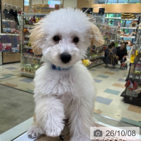 兵庫県のトイプードル(トイ) (ペットプラス 明石店/2026年6月12日生まれ/男の子/ペールフォーン)の子犬の4枚目の画像