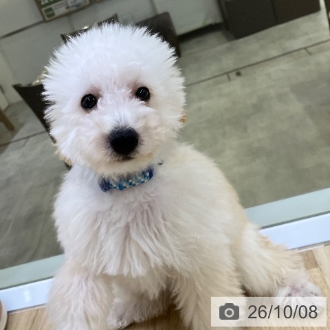 兵庫県のトイプードル(トイ) (ペットプラス 明石店/2026年6月12日生まれ/男の子/ペールフォーン)の子犬の3枚目の画像