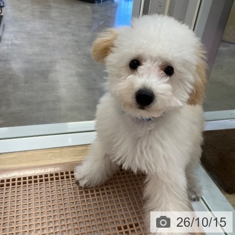 兵庫県のトイプードル(トイ) (ペットプラス 明石店/2026年6月12日生まれ/男の子/ペールフォーン)の子犬の3枚目の画像