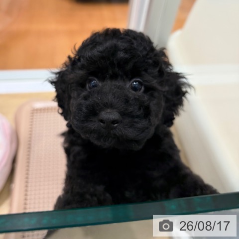 大阪府のトイプードル(トイ) (ペットプラス 四條畷店/2026年6月12日生まれ/男の子/ブラック)の子犬の4枚目の画像