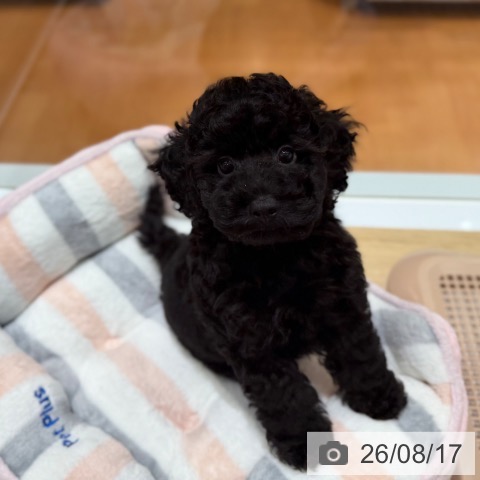 大阪府のトイプードル(トイ) (ペットプラス 四條畷店/2026年6月12日生まれ/男の子/ブラック)の子犬の3枚目の画像