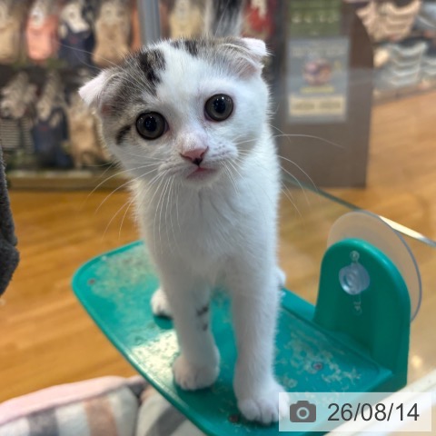京都府のスコティッシュフォールド (ペットプラス イオンモールKYOTO店/2026年6月12日生まれ/男の子/ブラウンタビーホワイトバン)の子猫の4枚目の画像