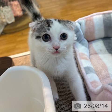 京都府のスコティッシュフォールド (ペットプラス イオンモールKYOTO店/2026年6月12日生まれ/男の子/ブラウンタビーホワイトバン)の子猫の3枚目の画像